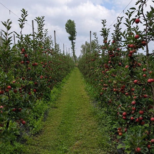 Apple Gala ๐ | Certified PGS India