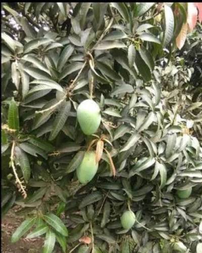 Gulab Jamun Mango