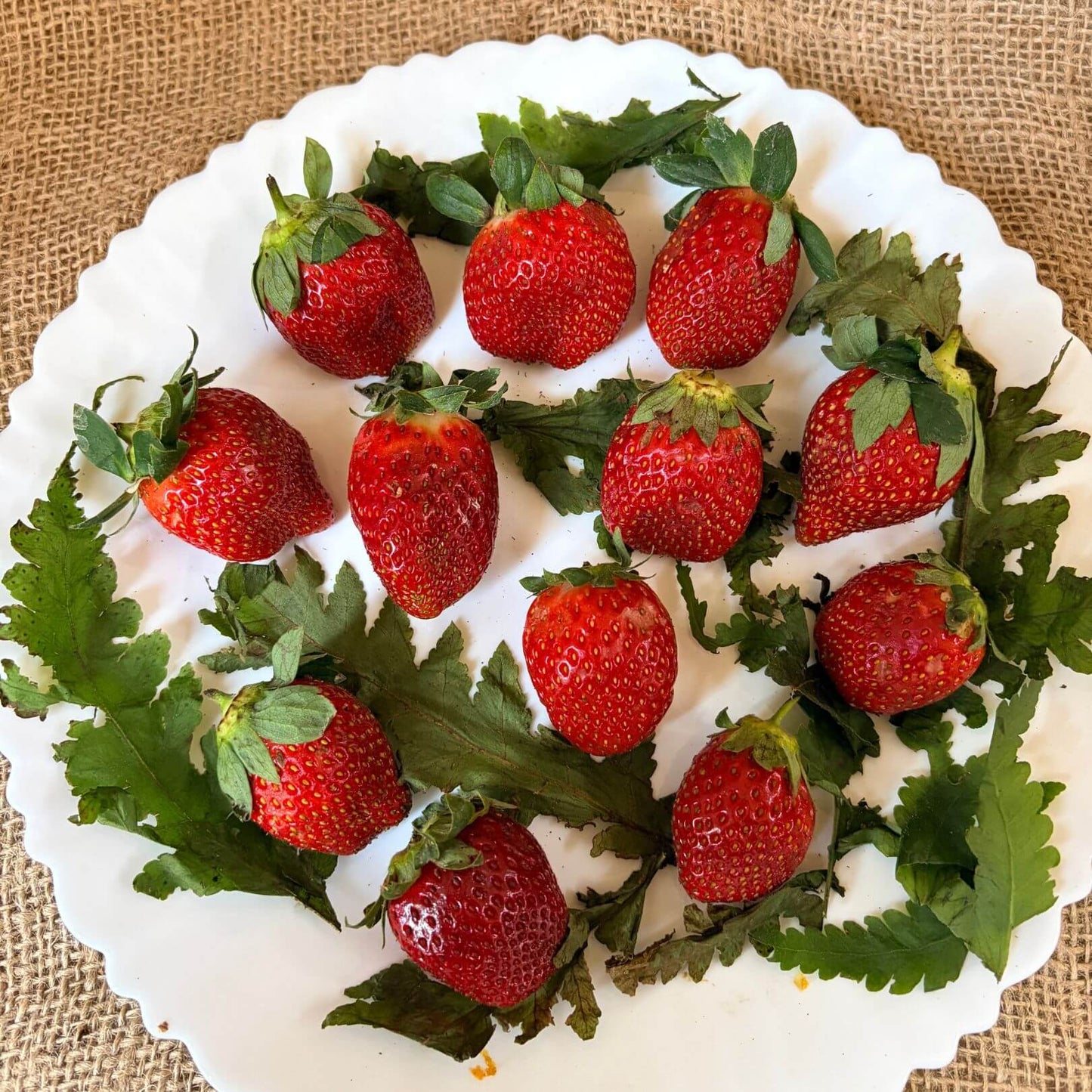 the staple kaka strawberry