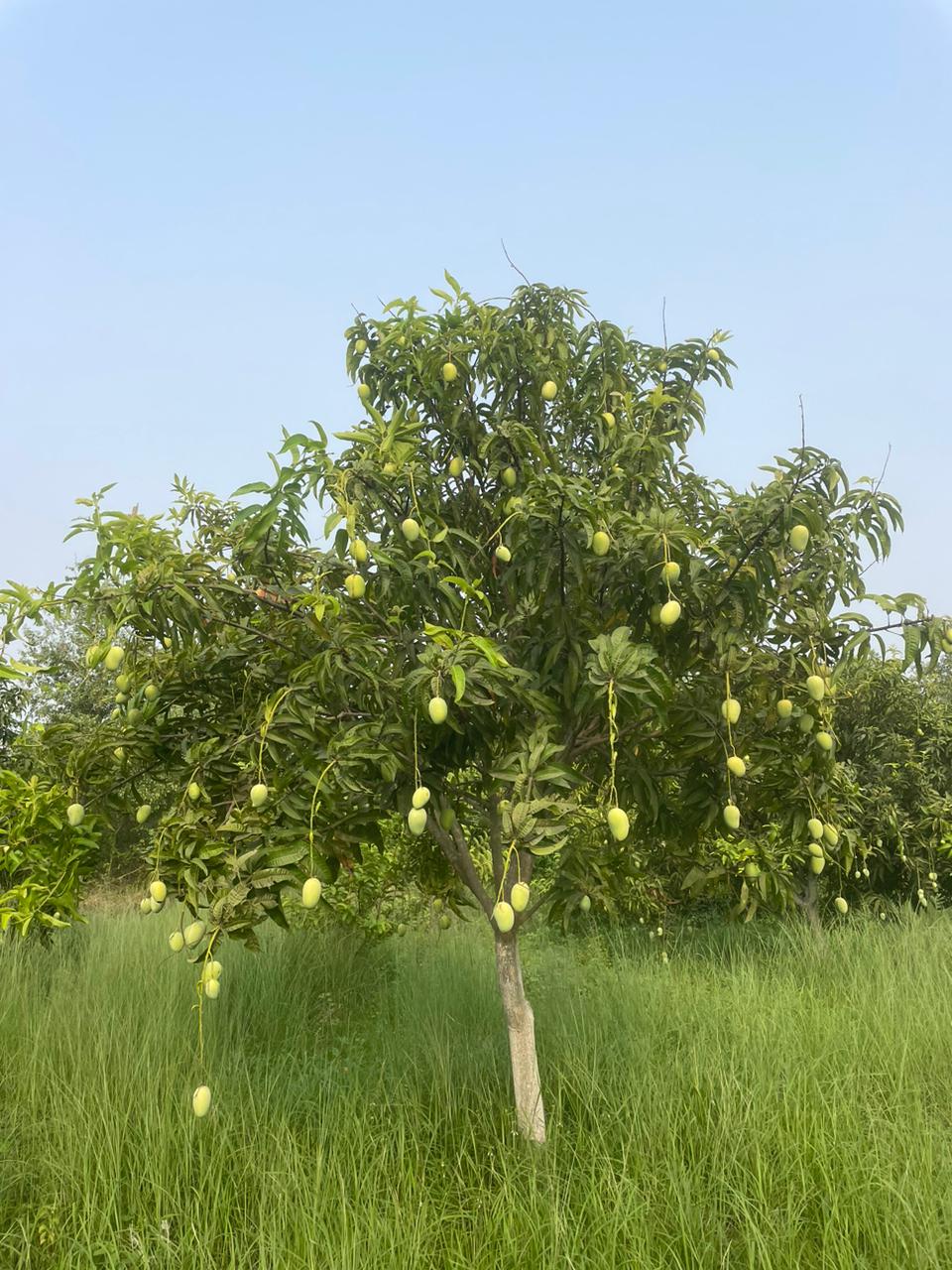 Zardalu/ Jardalu Mangoes from Bhagalpur Bihar by Staple Kaka