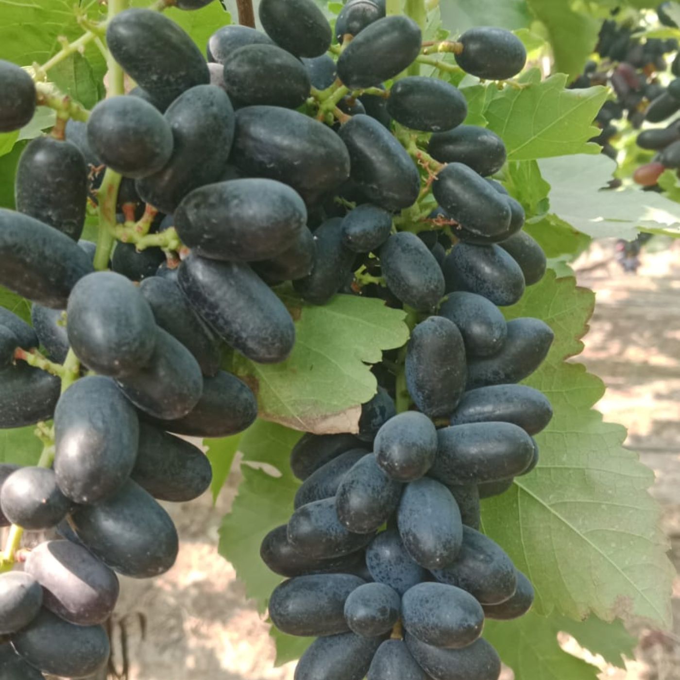 the staple kaka black seedless grapes