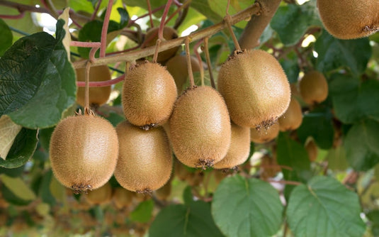 Fresh Kiwi - Naturally Grown |Himachal Pradesh | The Staple Kaka