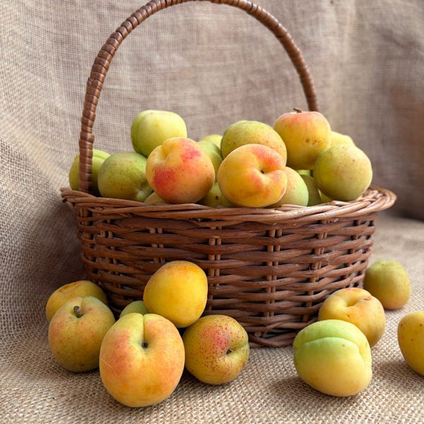 Fresh Himachal Apricots (Khubani) – Naturally Grown | The Staple Kaka