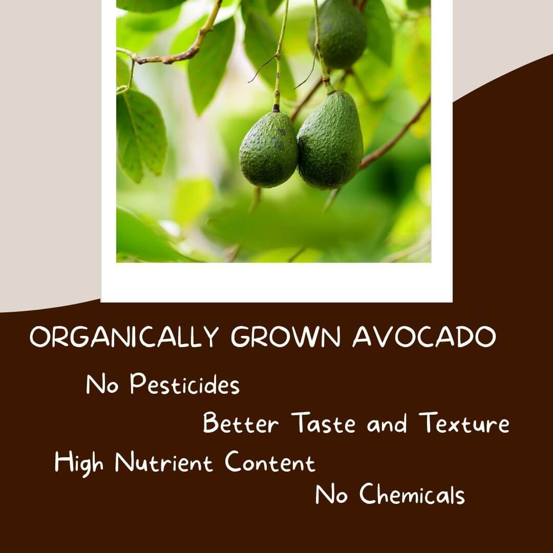 Avocado - Naturally Grown & Fresh | The Staple Kaka