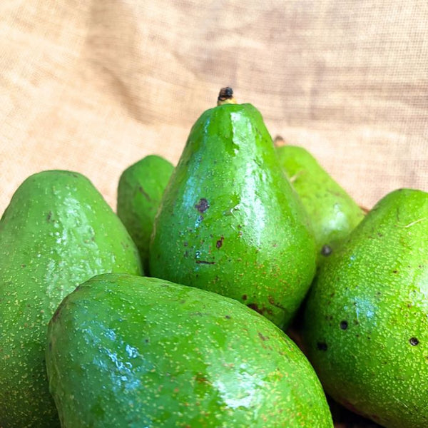 Avocado - Wayanad- Naturally Grown & Fresh | The Staple Kaka