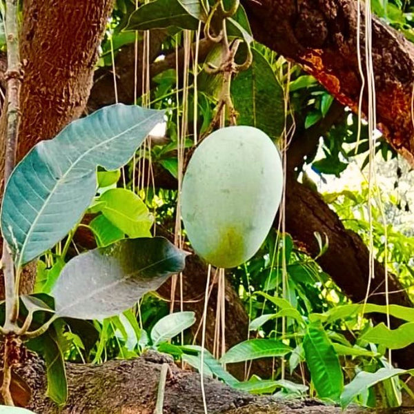Banarasi Langra Mangoes – The Staple Kaka