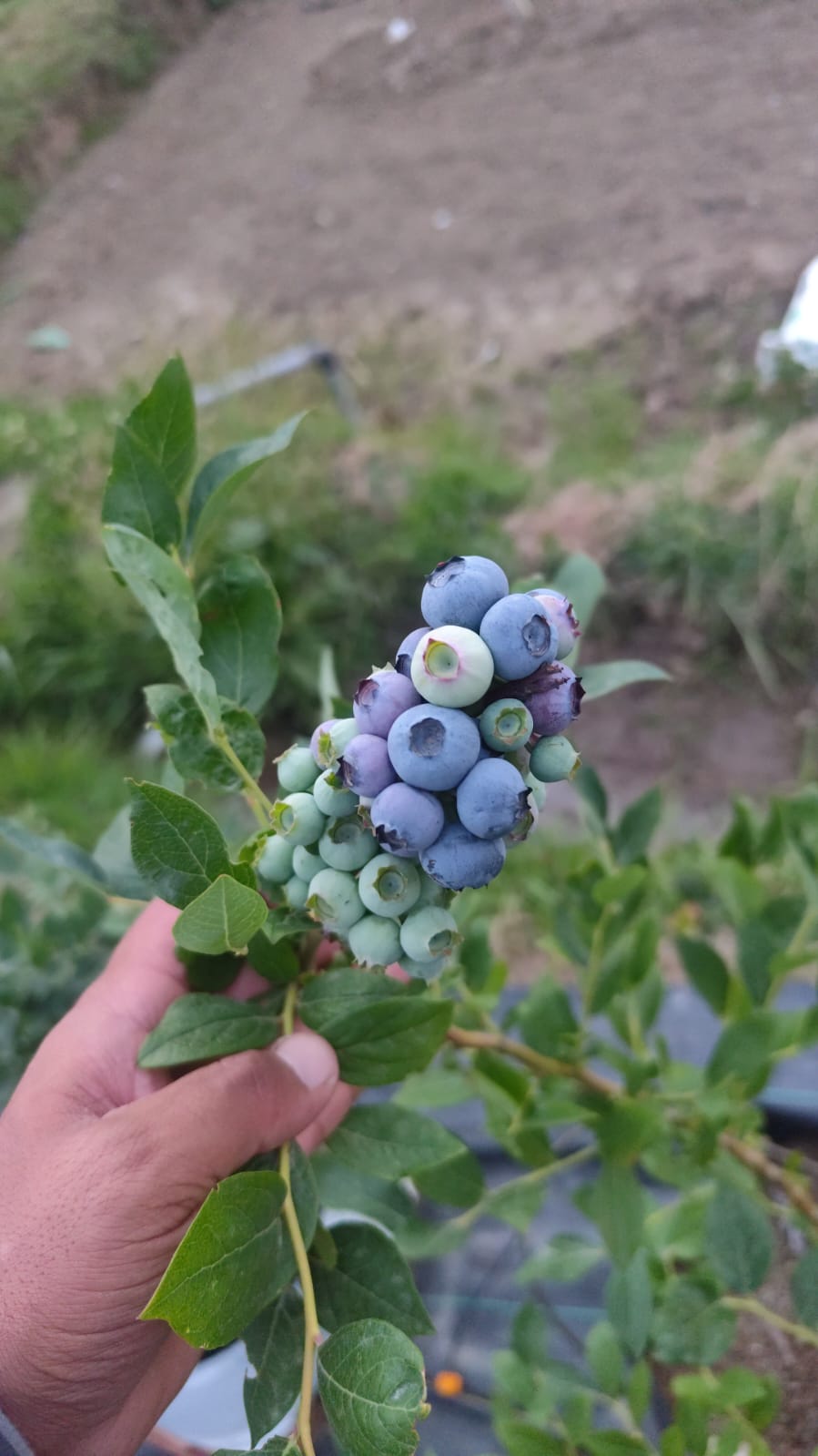 Blueberries | Himachal | The Staple Kaka