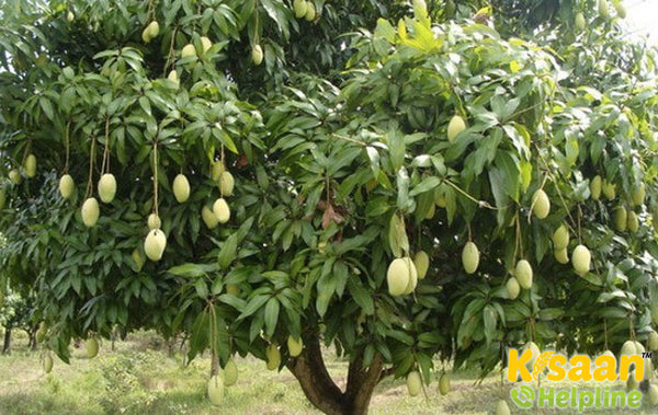 Bombay Green Mangoes from Bhagalpur, Bihar by The Staple Kaka