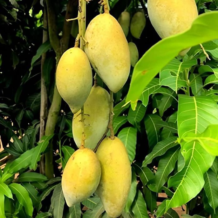 Chausa Mangoes | Staple Kaka
