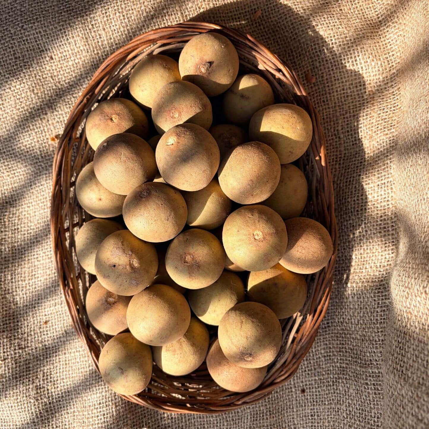 The Staple Kaka Chiku