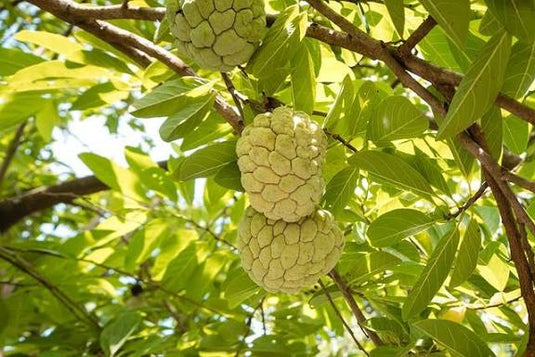 Custard Apple - Fresh & Creamy | The Staple Kaka