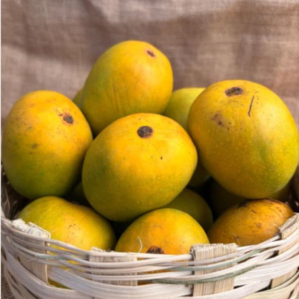 Organically Grown Devgad Alphonso Mangoes | Naturally Ripened | Staple Kaka