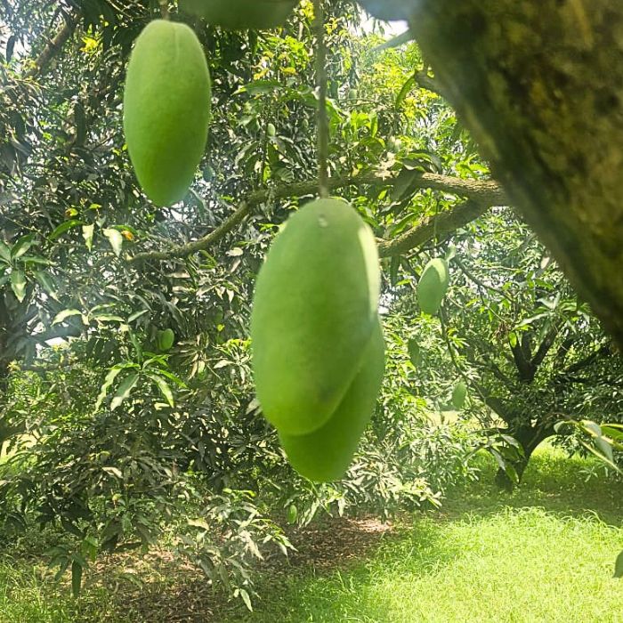 Dusheri Mangoes from Bulandshahr – Naturally Grown & Traceable | Staple Kaka