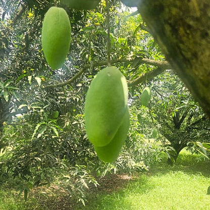 Dusheri Mangoes from Bulandshahr – Naturally Grown & Traceable | Staple Kaka