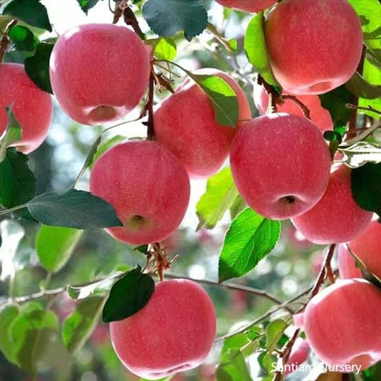 Fuji Apples by The Staple Kaka