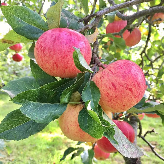 Fuji Apples by The Staple Kaka