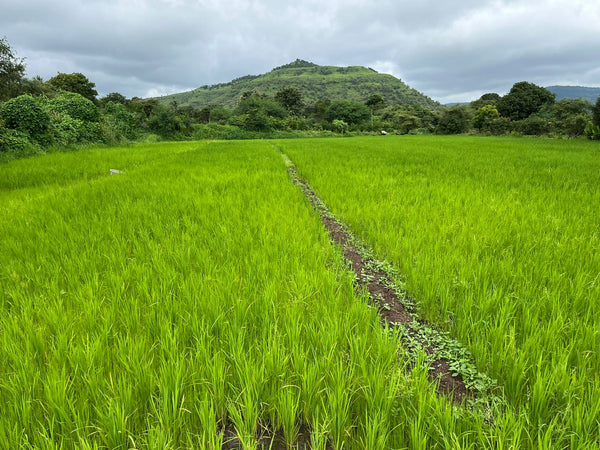 Govind Bhog Rice – Premium Aromatic Heritage Rice