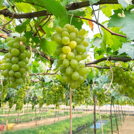 Green Grapes - Solapur - The Staple Kaka