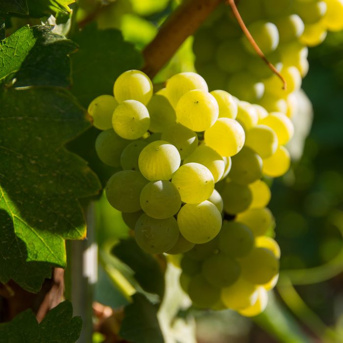 Green Grapes - The Staple Kaka