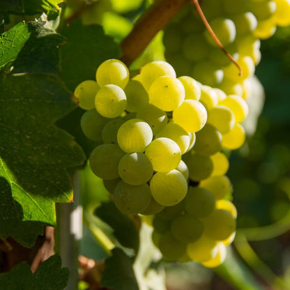 Green Grapes - The Staple Kaka