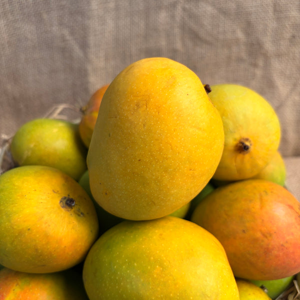 Certified Organic Ratnagiri Alphonso - The Staple Kaka