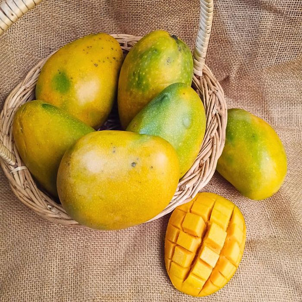 Imam Pasand Mango- The Staple Kaka