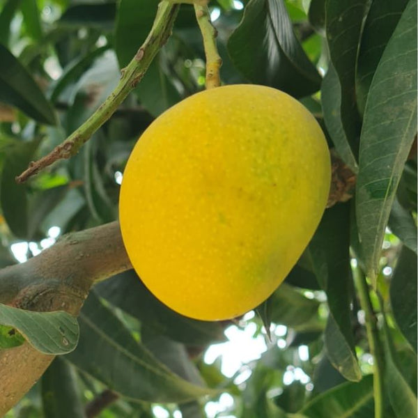 Zarda Mango | Rare Aromatic Mango | Champaran, Bihar