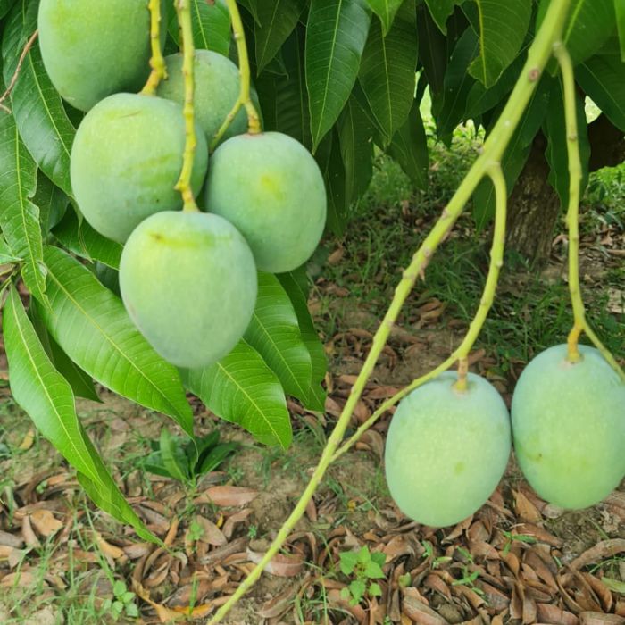 Zarda Mango | Rare Aromatic Mango | Champaran, Bihar