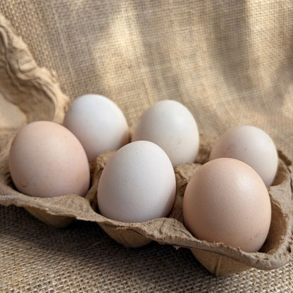 Free Range Kadaknath Eggs  By Staple Kaka