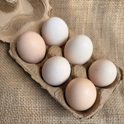 Free Range Kadaknath Eggs  By Staple Kaka