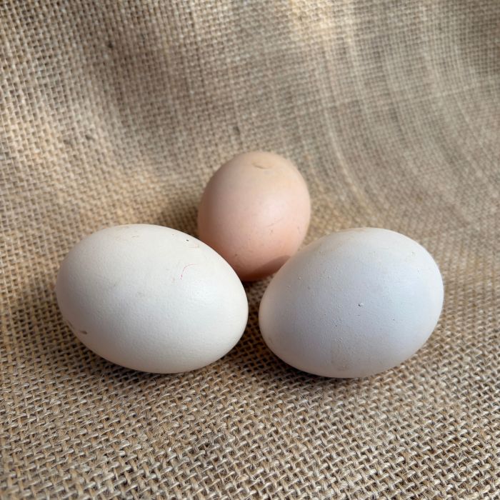 Free Range Kadaknath Eggs  By Staple Kaka