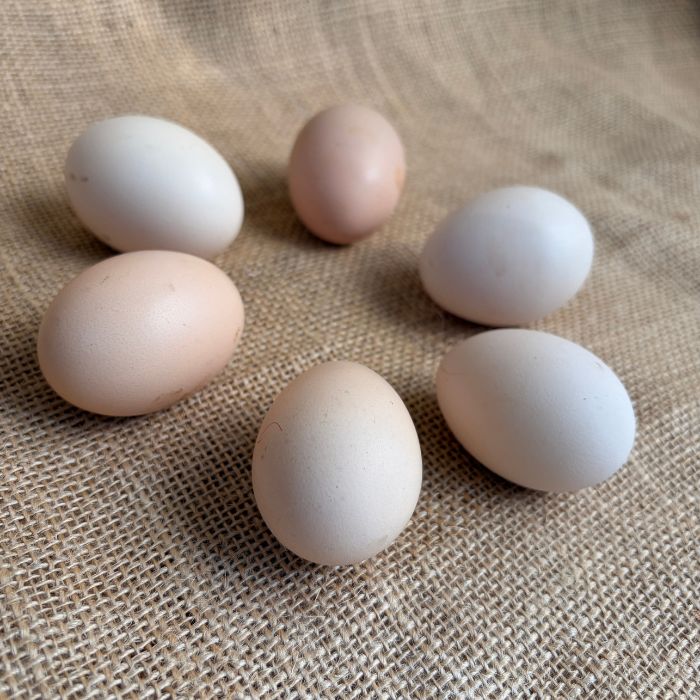 Free Range Kadaknath Eggs  By Staple Kaka