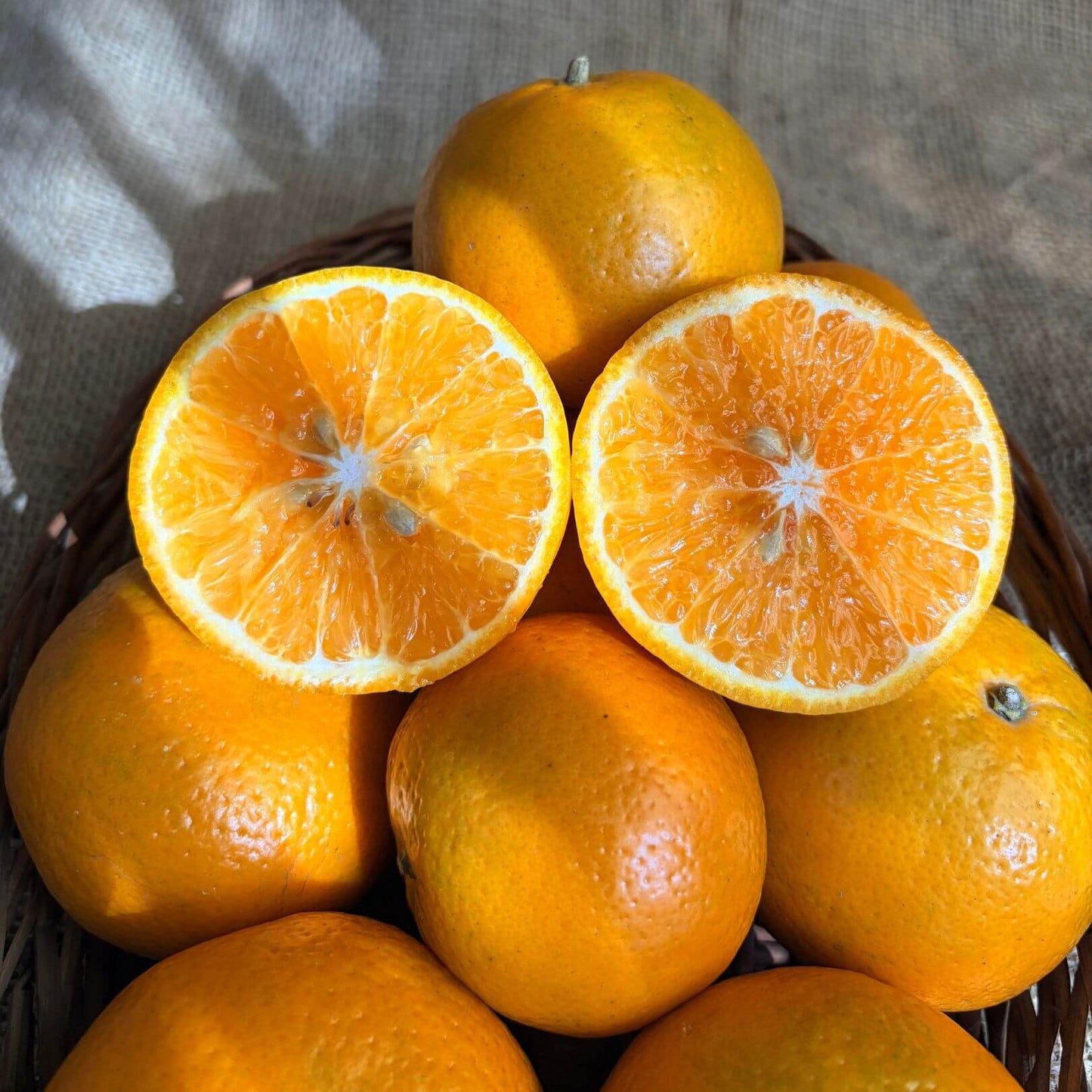 the staple kaka kinnow