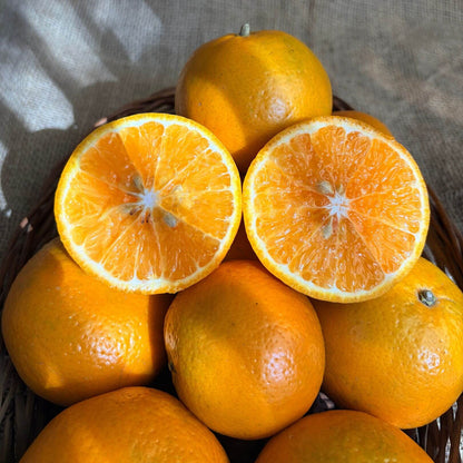 the staple kaka kinnow