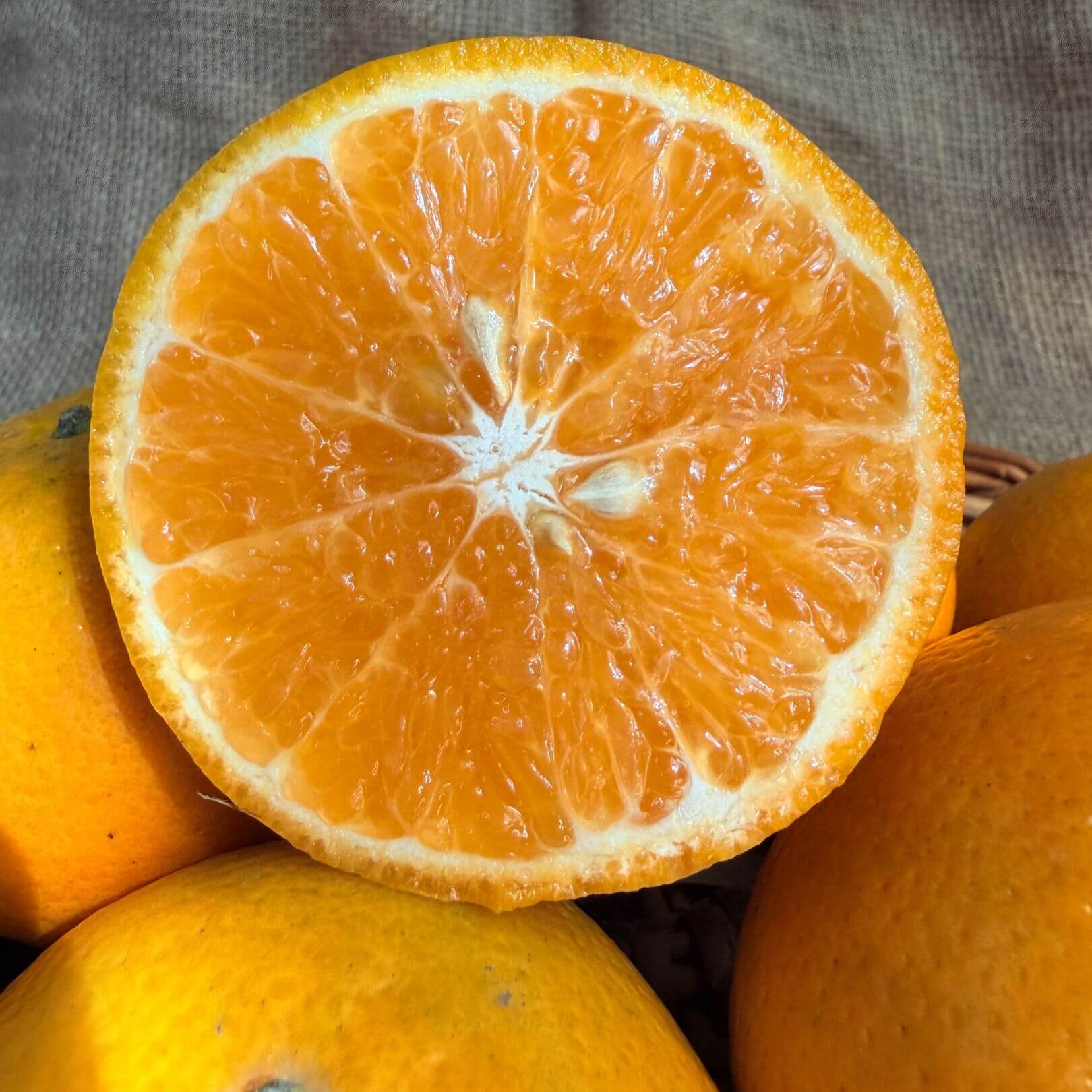 the staple kaka kinnow