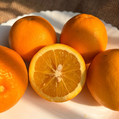 the staple kaka Malta