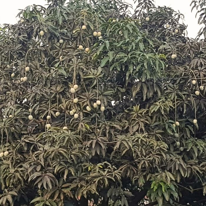 Malda Mangoes from West Champaran , Bihar by Khatauri Farm