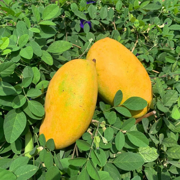 Mallika Mango – The Staple Kaka