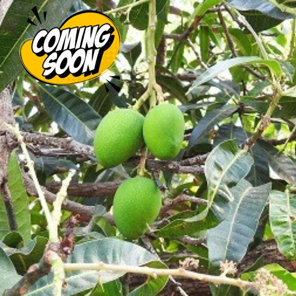 Devgad Alphonso - Coming Soon