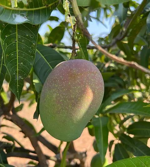 Swarna Rekha (Suvarna Rekha) Mangoes from Tamil Nadu –  Staple Kaka