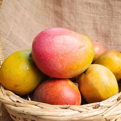 Sindhura Mangoes – The Staple Kaka