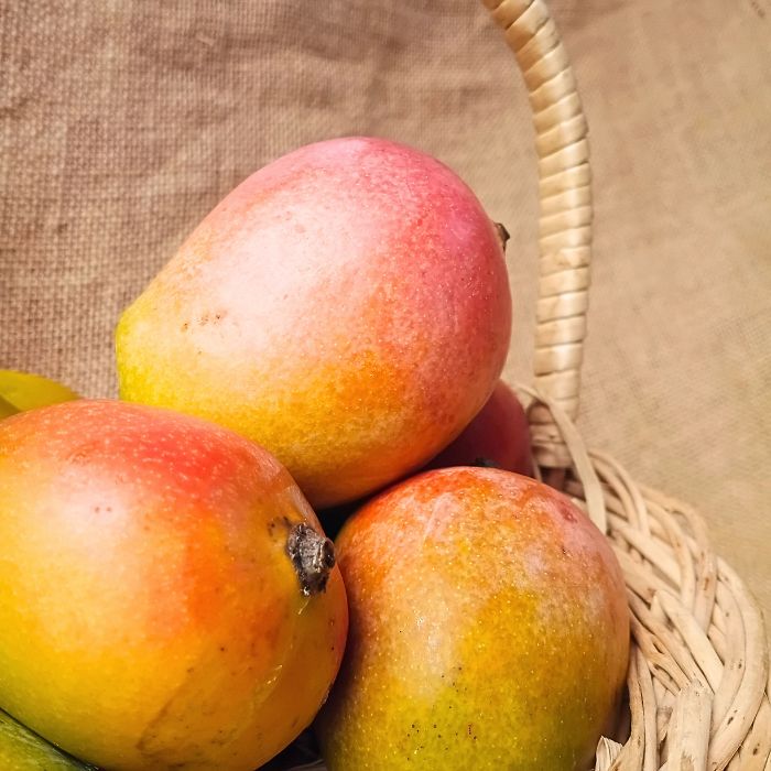 Sindhura Mangoes – The Staple Kaka