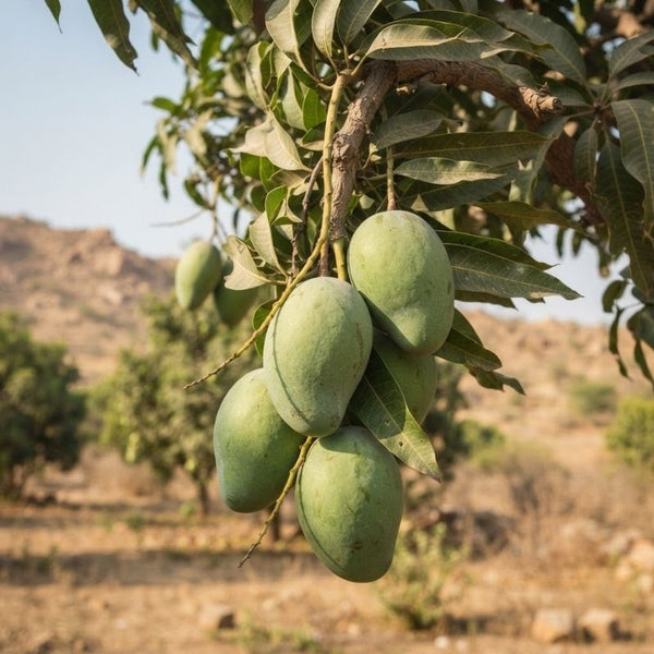 From our sourcing journey