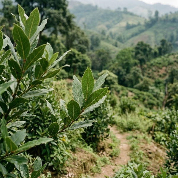 From our sourcing journey