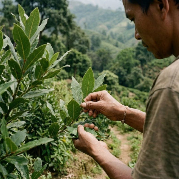 From our sourcing journey