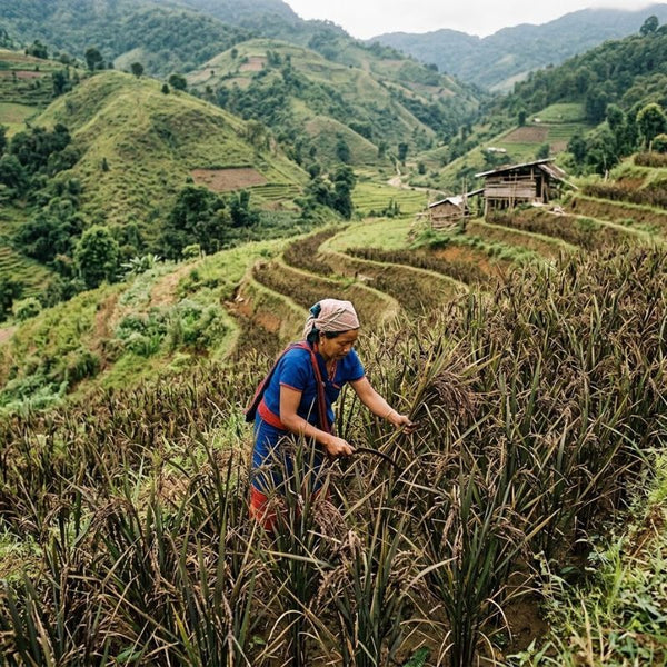 From our sourcing journey
