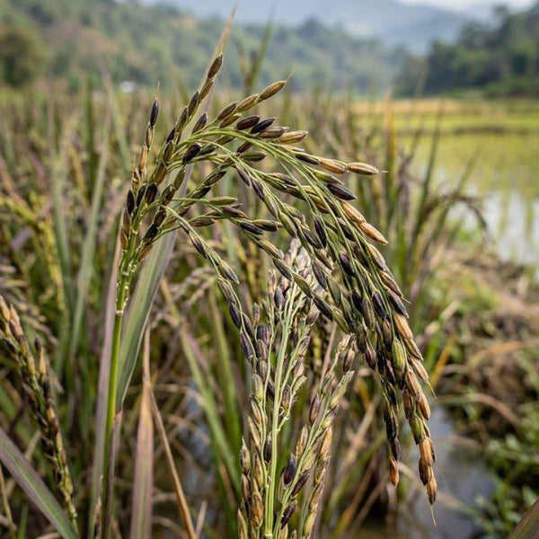 From our sourcing journey