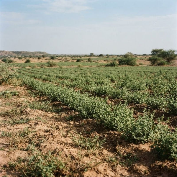 From our sourcing journey