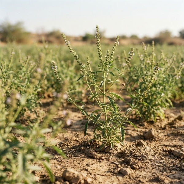 From our sourcing journey
