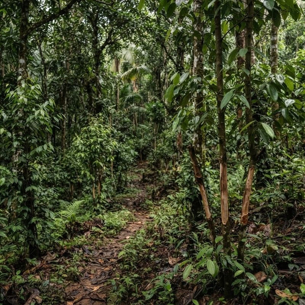 Straight from Kerala forests